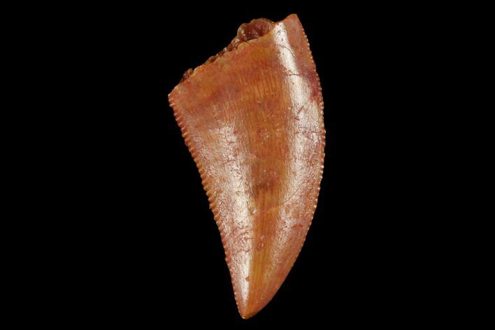 Serrated, Raptor Tooth - Real Dinosaur Tooth #173537